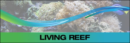 Photo Gallery - Living Reef