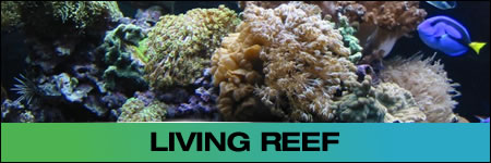 Photo Gallery - Living Reef