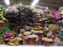 Photo Gallery - Synthetic Reef Rock