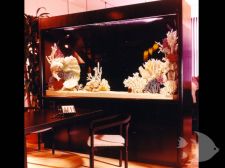 Photo Gallery - Custom Aquarium Systems