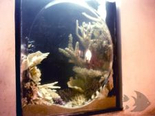 Photo Gallery - Custom Aquarium Systems