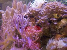 Photo Gallery - Living Reef