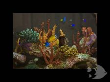 Photo Gallery - Synthetic Reef Rock