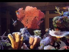 Photo Gallery - Synthetic Reef Rock